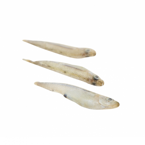 Latterini congelés (petit poisson)